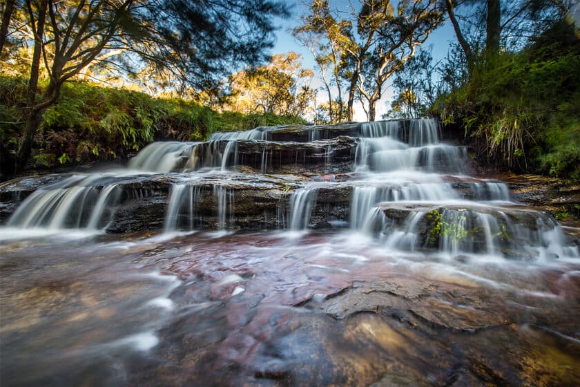 justindulgechicago|Leura Forest: The lush greenery of Leura Forest.
