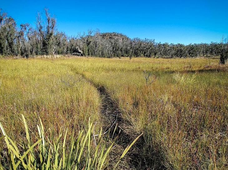 justindulgechicago|Asgard Swamp: Exploring the unique ecosystem of Asgard Swamp.